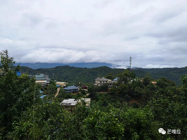 芒嘎拉南糯山古树茶普洱茶生茶