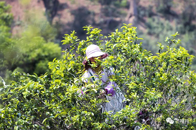 芒嘎拉曼糯古树茶普洱茶生茶