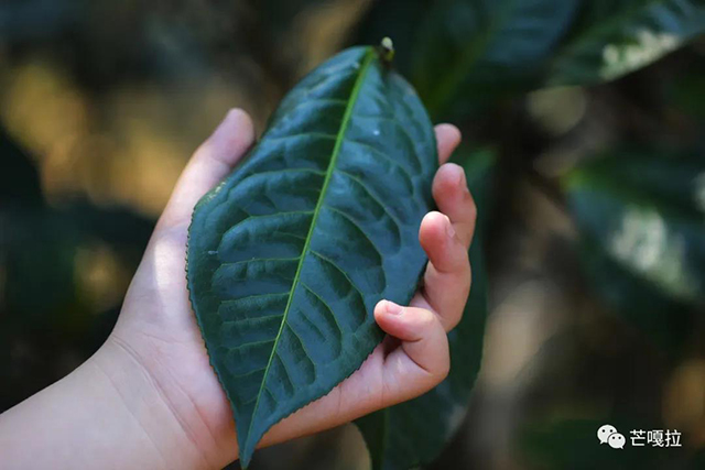 芒嘎拉曼糯古树茶普洱茶生茶