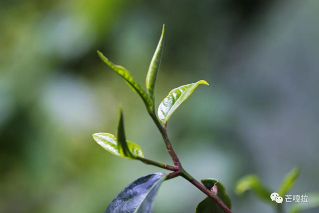 芒嘎拉巴达古树白茶