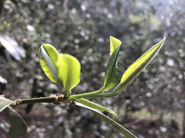 薄荷塘普洱茶古树茶