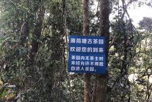 舒婉慧专栏：普洱茶乱象何时休（三大名山茶乱象）