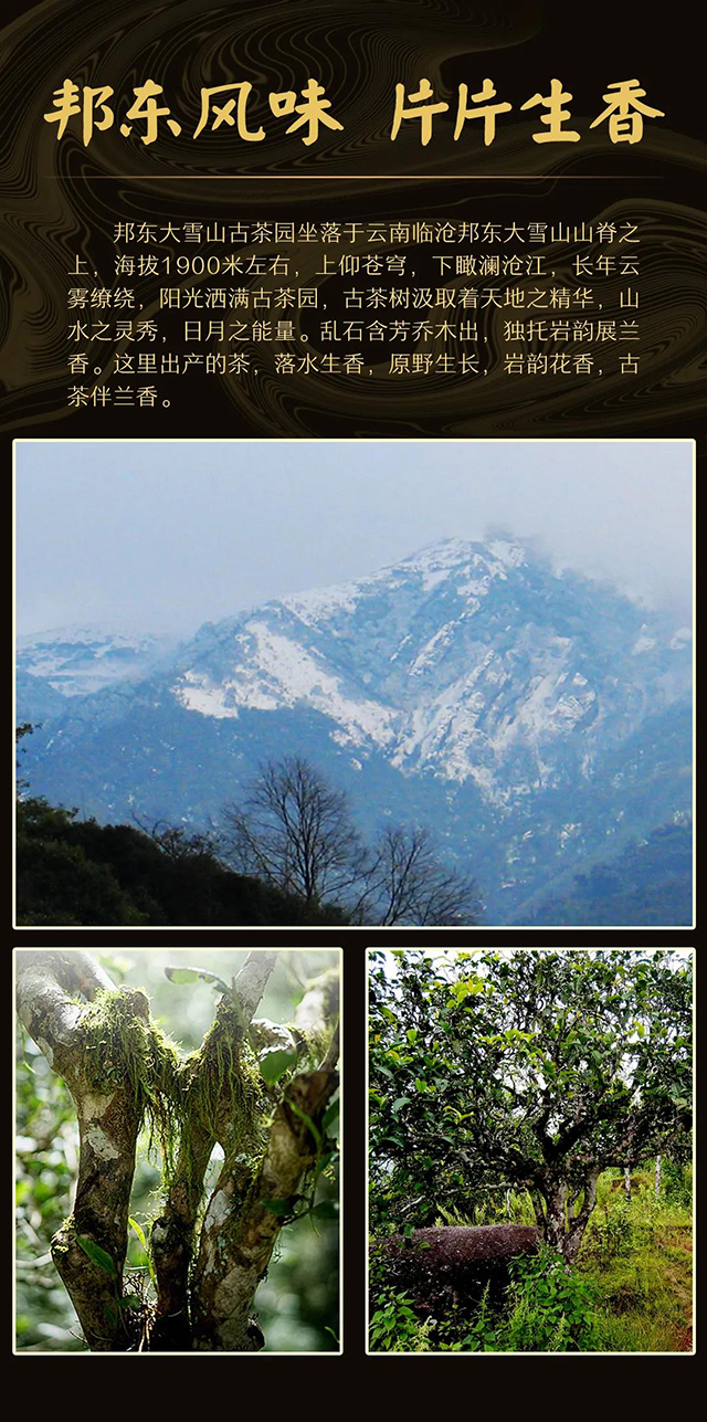 龙润茶陈香普洱茶