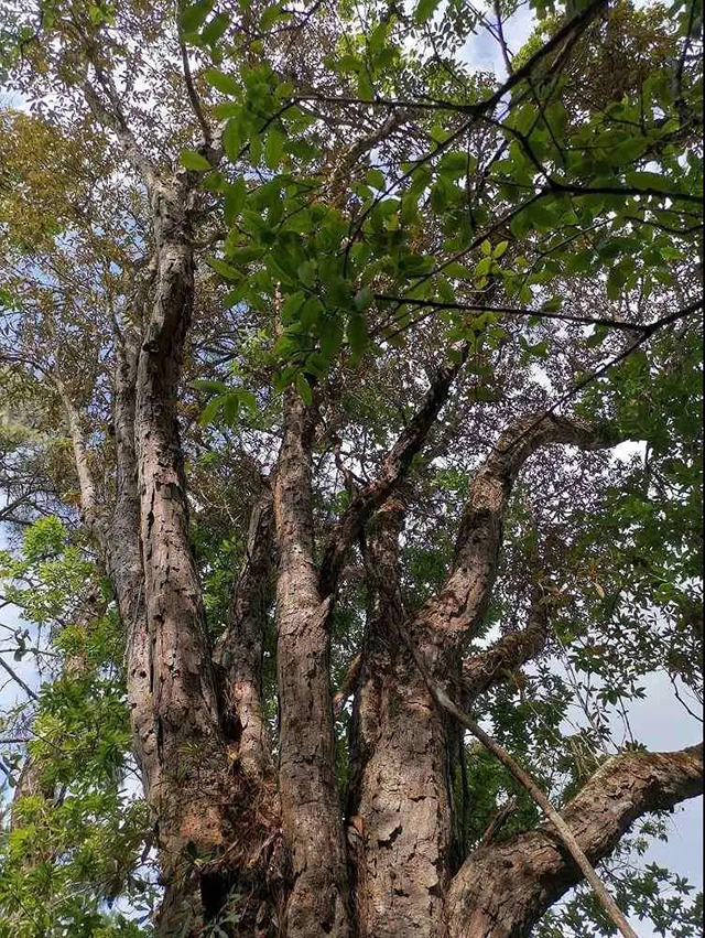 大朝山东镇普洱茶