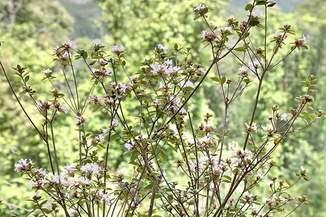 大朝山东镇普洱茶