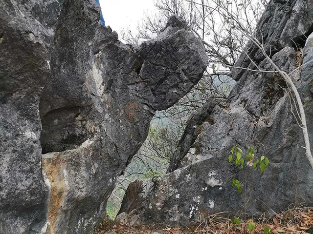 大朝山东镇普洱茶