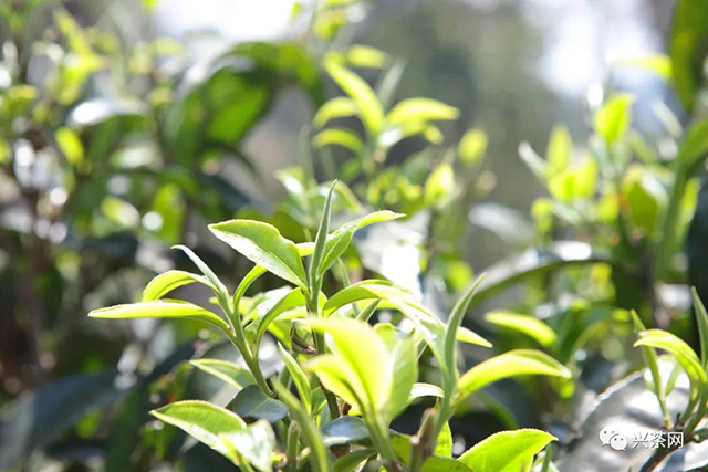 普洱茶茶树芽叶