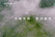 福海加码“名山+有机”，撬动普洱茶行业发展新格局