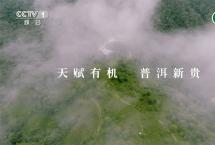 福海加码“名山+有机”，撬动普洱茶行业发展新格局