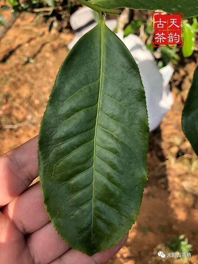 天韵古茶坊2020年昔归古树茶