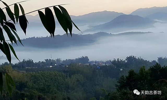 天韵古茶坊葫芦谷普洱茶