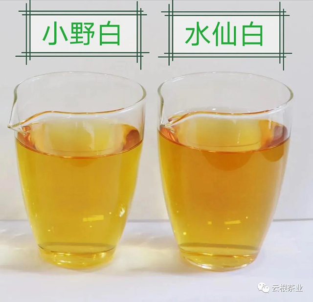 阅光阴白茶