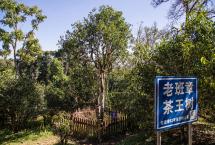 连收了3年的班章春料，都用在1款熟茶上，什么茶这么豪气？