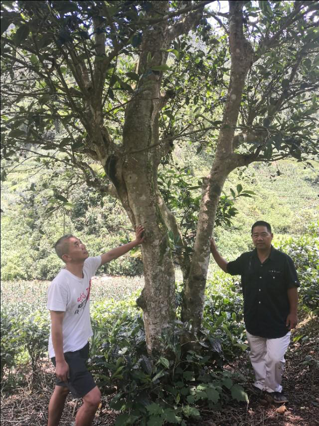 玛玉茶王树