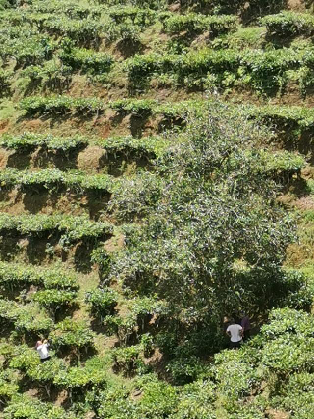 玛玉茶山