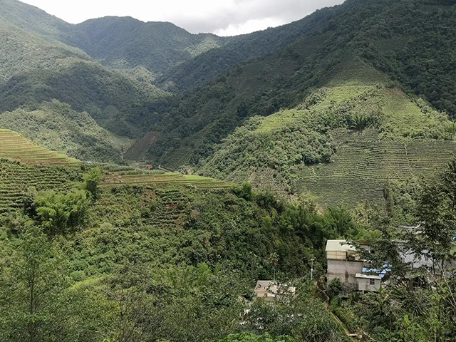 玛玉古茶山