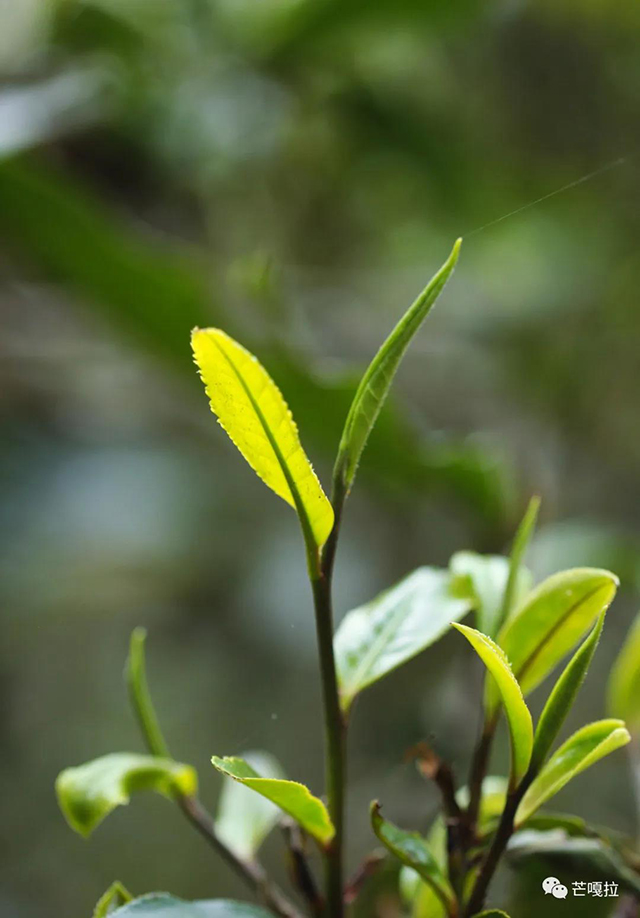 芒嘎拉古树黄金叶老爷子古树黄片