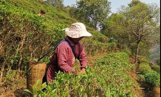 茶农在滇红集团的茶园中采摘茶青