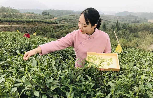 宁红集团员工在采摘宁红茶青