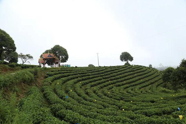 勐海茶厂基地