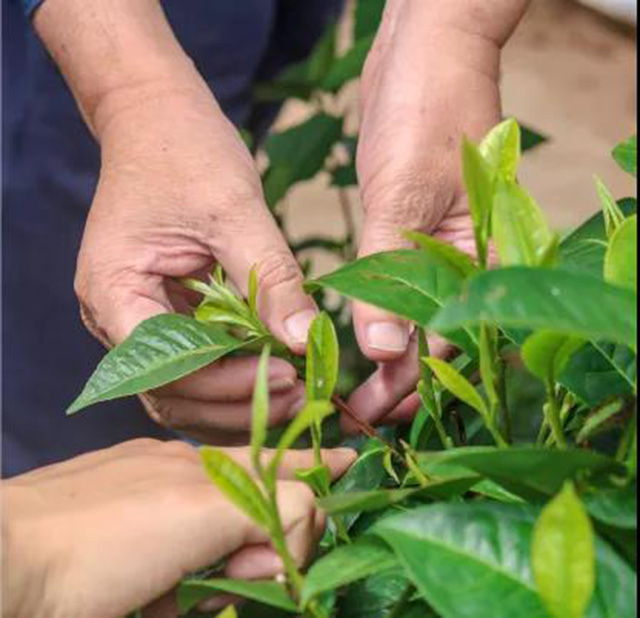 茶为时木普洱茶