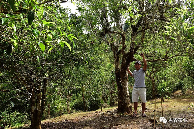 彩农茶老班章2020头春第一高杆古茶王片区古树纯料圆茶