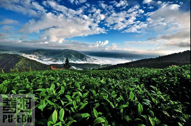 普洱茶庄园