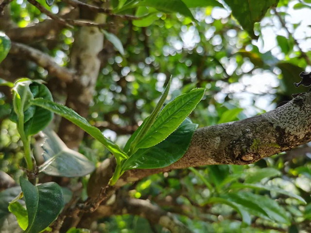 龙润茶冰岛普洱茶生茶