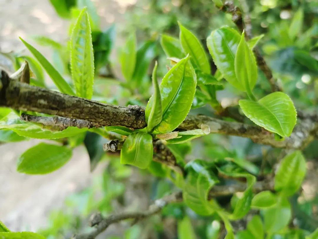 龙润茶冰岛普洱茶生茶