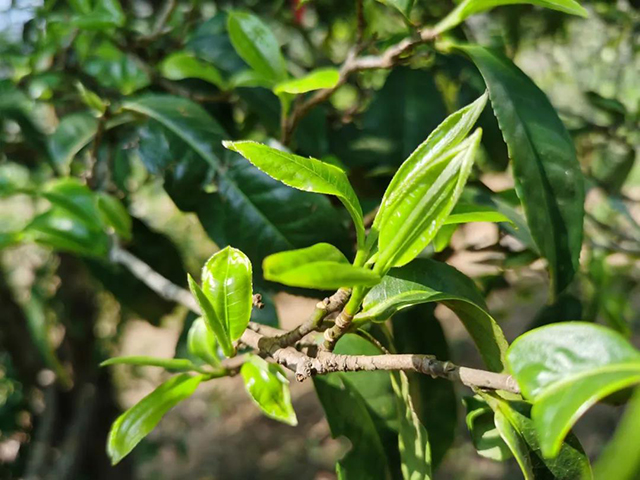 龙润茶冰岛普洱茶生茶