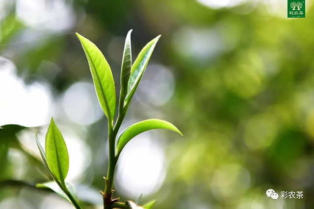 彩农茶普洱茶香