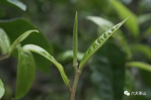 六大茶山贺开古茶山