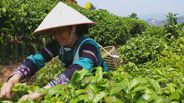 临沧市双江县傣族茶农正在采茶