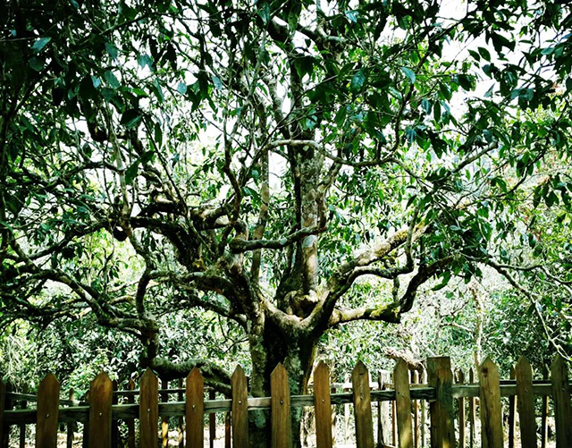 勐海县布朗山老班章村的古茶树