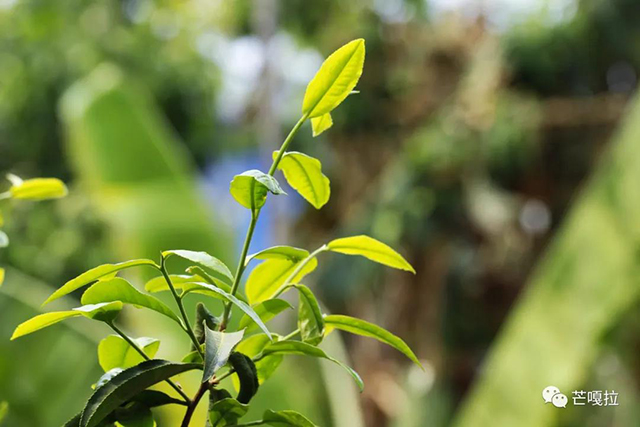 芒嘎拉普洱茶