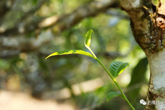 芒嘎拉普洱茶