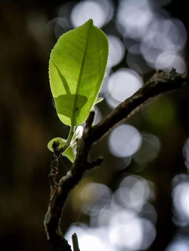 龙润茶大金芽