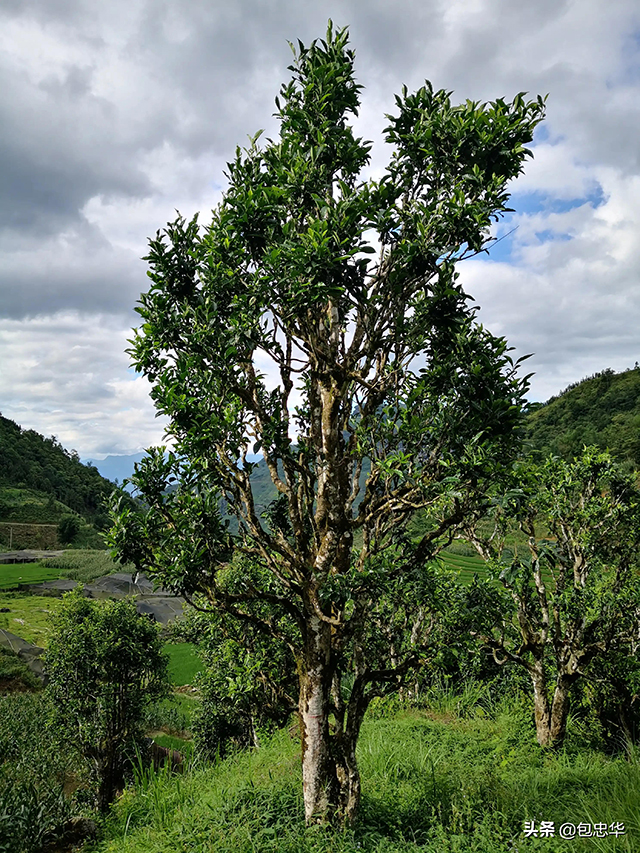 马鞍底古茶山