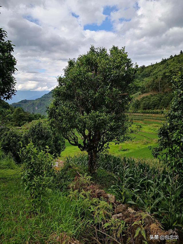 马鞍底古茶山