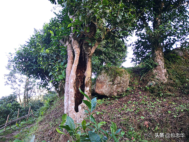 马鞍底古茶山