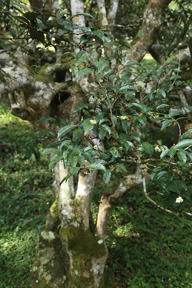 普洱茶茶山