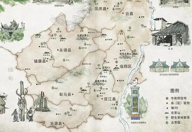 临沧古茶树资源示意图