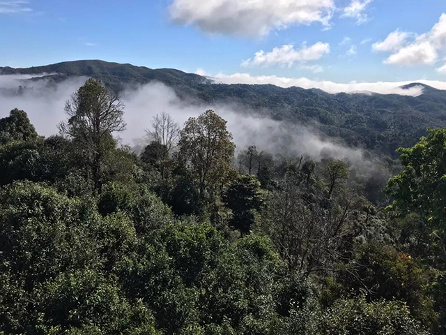 福元昌普洱茶班章岁月熟茶