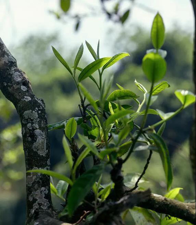 龙润茶龙字号品鉴级收藏茶