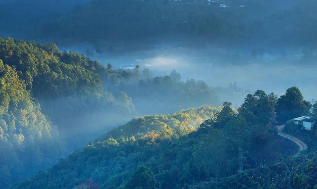 龙润茶龙字号品鉴级收藏茶