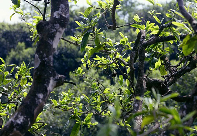 龙润茶龙字号品鉴级收藏茶