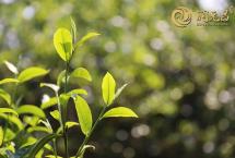 春茶发酵的熟茶到底好在哪里？