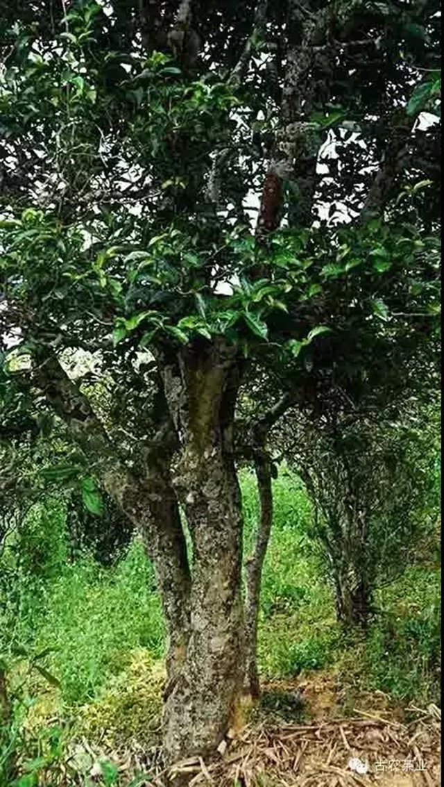 临沧邦东乡那罕紫芽古树岩茶