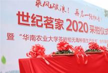 庆丰收，铸品质！世纪茗家2020采柑仪式圆满成功