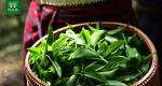 茶叶的内含物质：茶叶的理化成分有哪些？